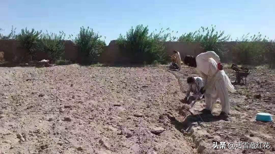 藏红花主要产地崇明岛,正宗的藏红花产地是哪里