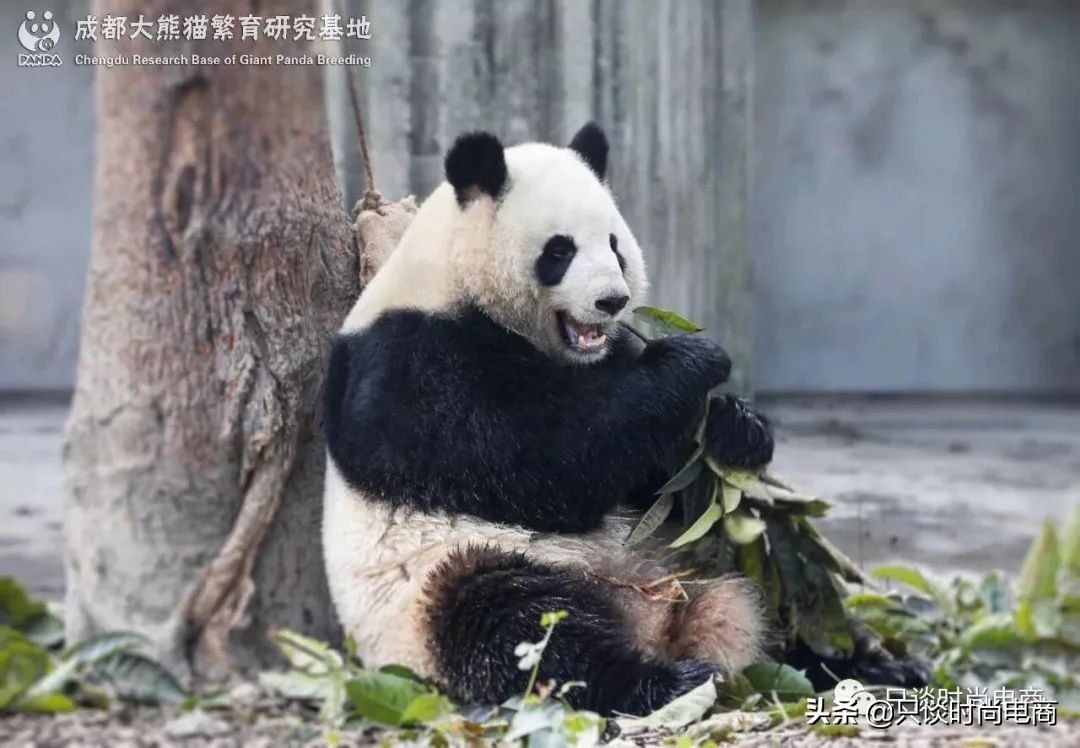 巴塔哥尼亚户外品牌logo,巴塔哥尼亚低调又奢华的户外品牌