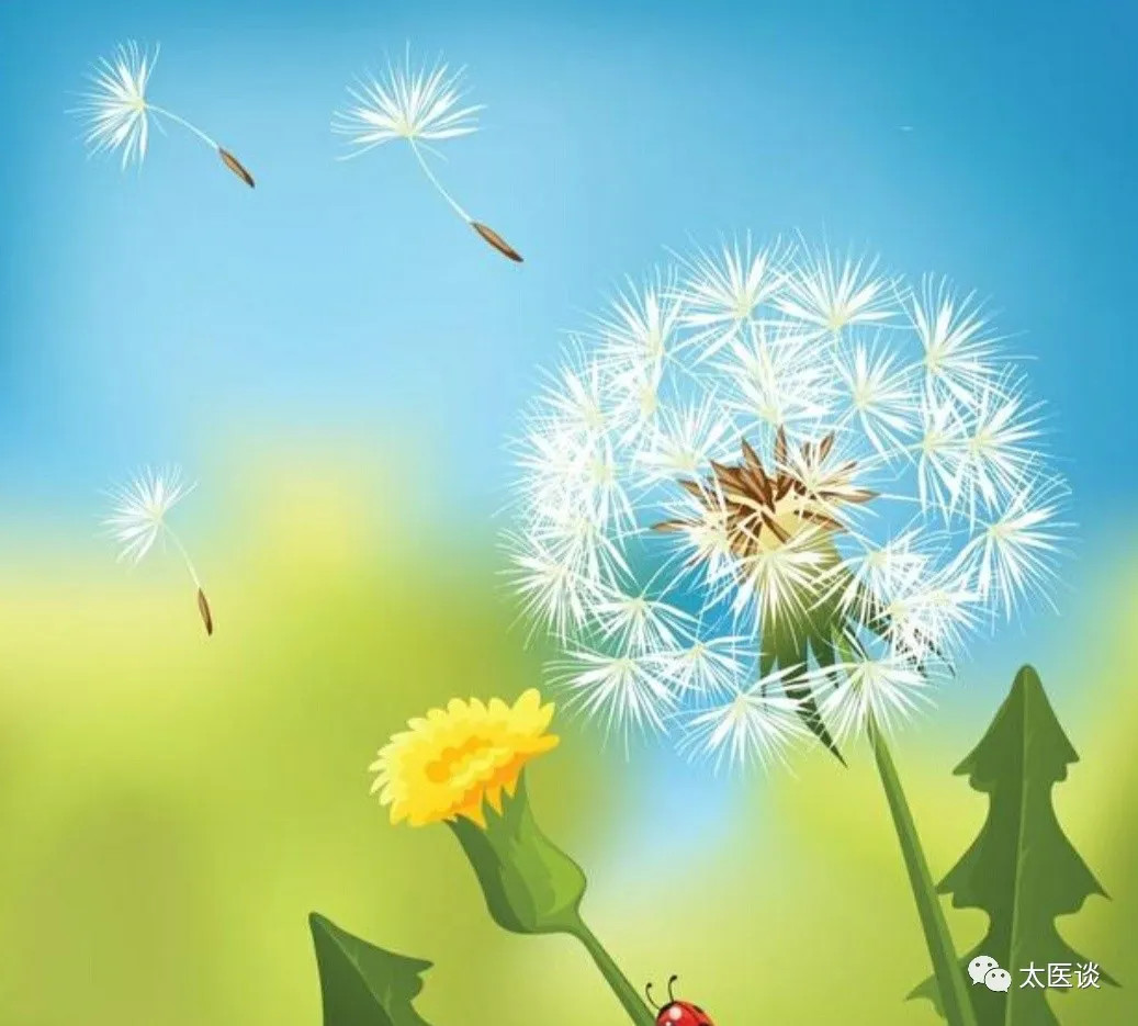 你知道蒲公英的秘密吗,蒲公英你不知道的秘密