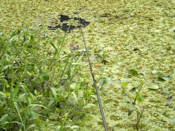 夏季钓野河怎样选钓位,初夏钓野鲫怎么选钓点