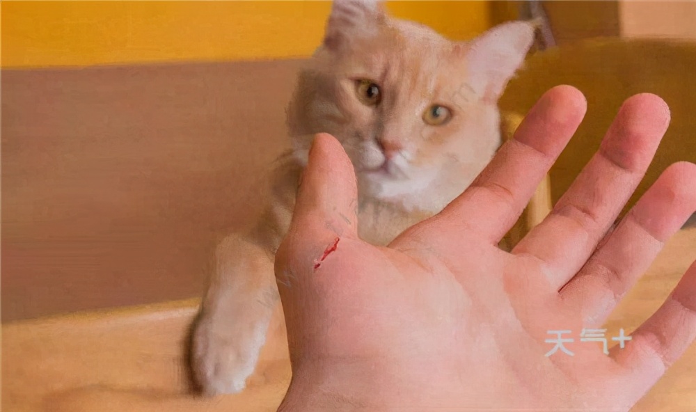 被哪种动物咬伤需要打狂犬病疫苗,猫头鹰咬伤是否可以接种狂犬疫苗