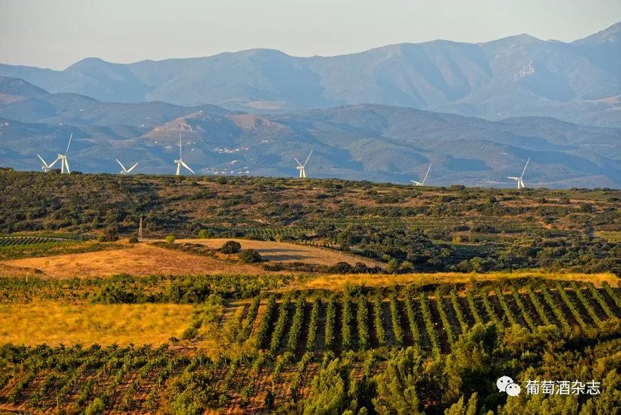 对蜜雪冰城产品的认知,露喜龙产区