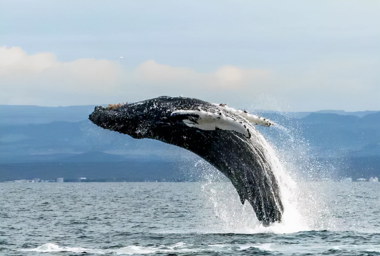 藤壶为什么让鲸鱼和海龟讨厌呢,海中让人唾弃的藤壶
