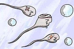 从精子质量可以看出肾的好坏吗,高质量男性精子状态