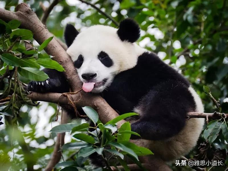 英国爸爸教儿子英语题,英国爸爸英语教学