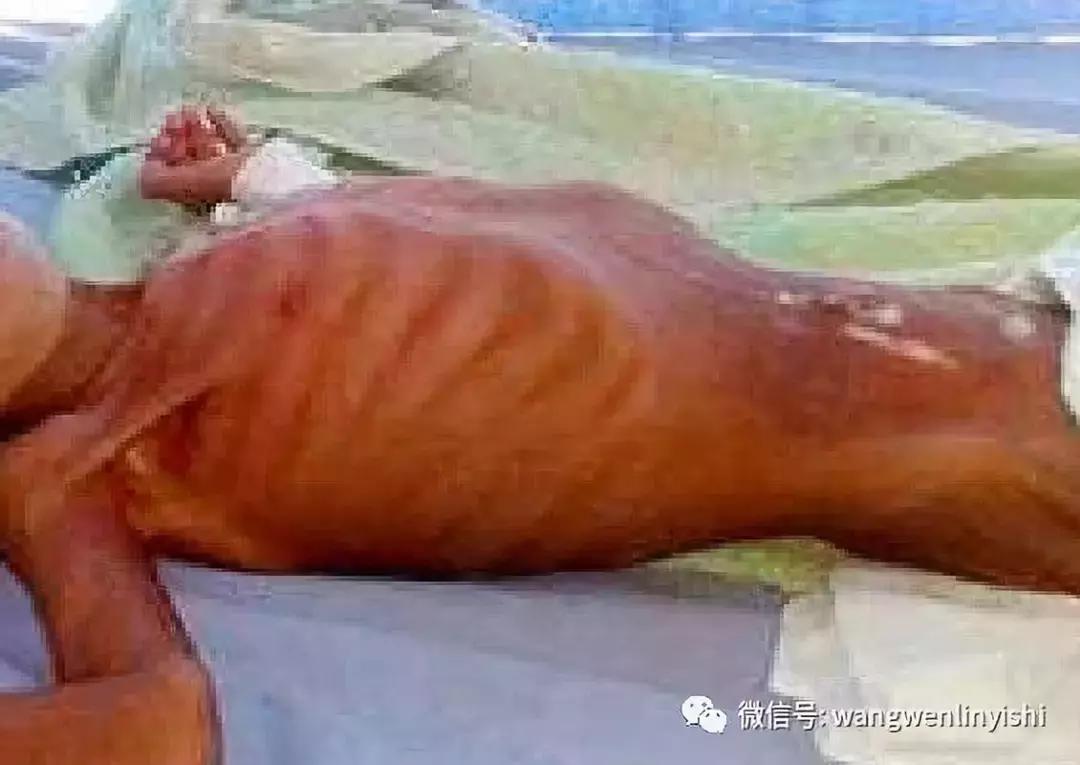 扁平胸的病机,猫崽扁平胸的病因