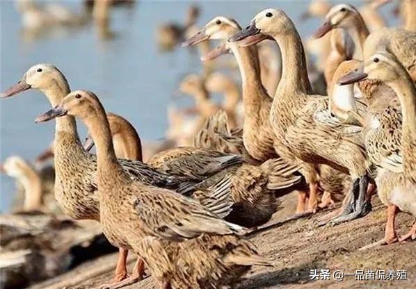 养殖蛋鸭赚钱,养殖蛋鸭要注意什么