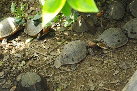 龟总打架怎么解决,龟打架要及时分开吗