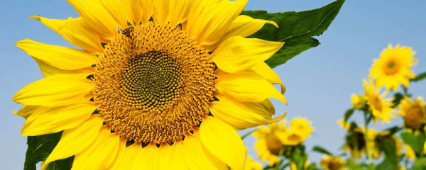 向日葵怎么扦插,泰迪向日葵可以扦插吗