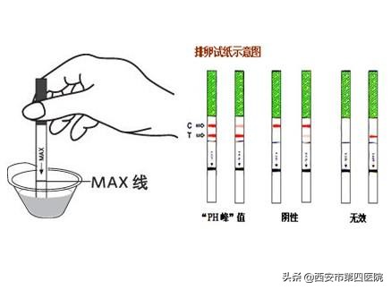 #健康中国行动2030#排卵试纸应该怎么用？