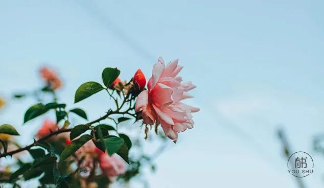 不要过打折的生活是什么意思,不要过打折的生活