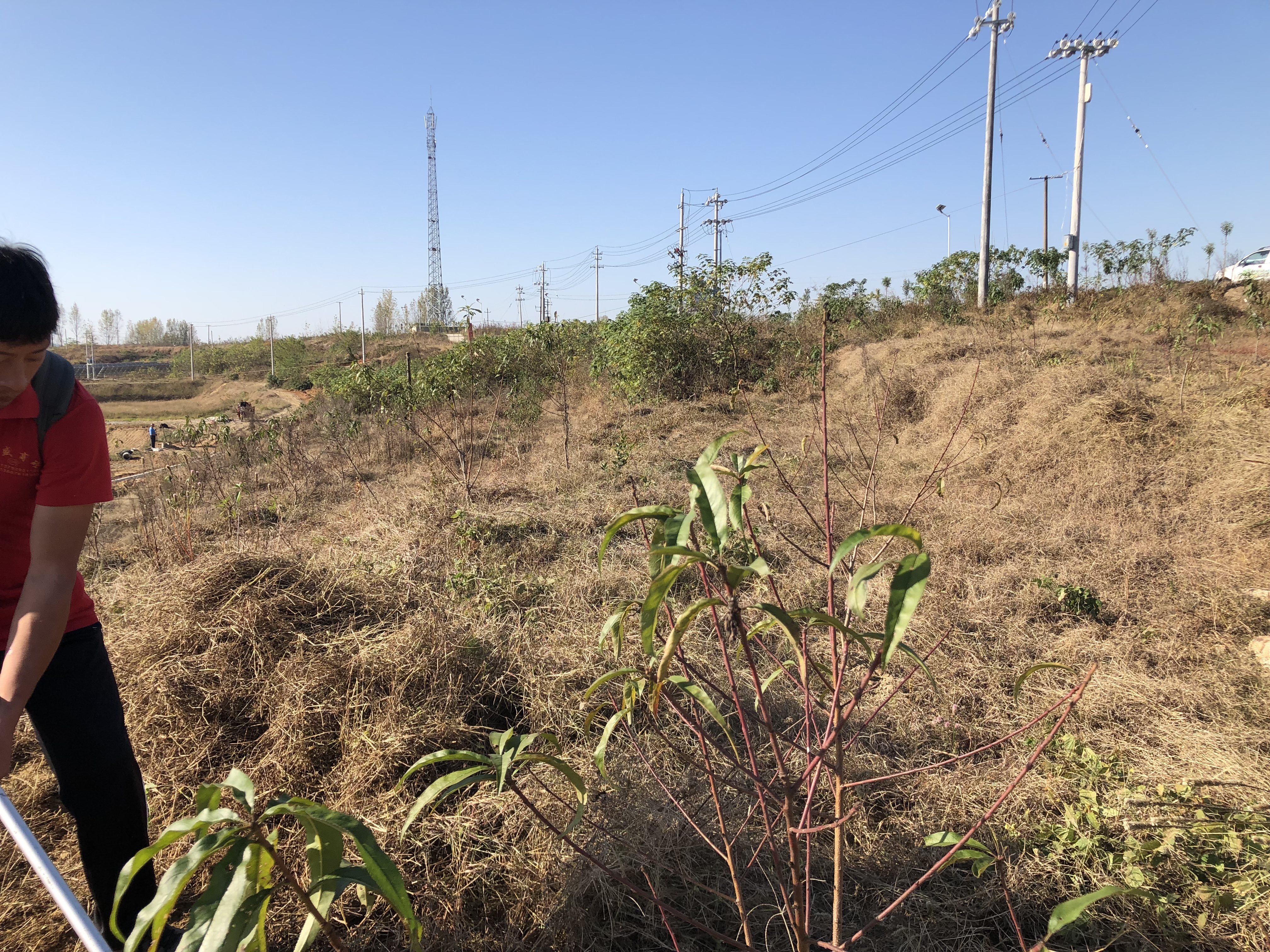 桃树怎么管理最好方法,桃树怎样修剪管理才能结果好