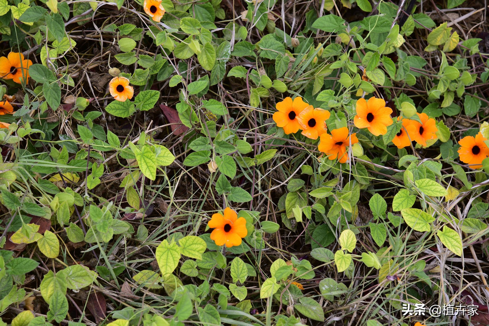 黑心黄瓣-黑眼苏珊这样种花哗啦哗啦开