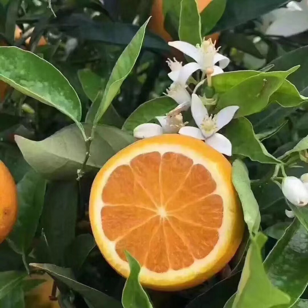 橙子有公母之分怎样挑选,橙子分类视频