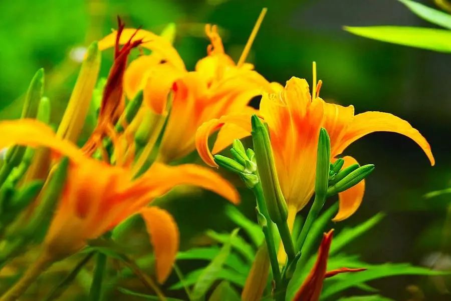 3.8妇女节送花应该怎么送,妇女节送花