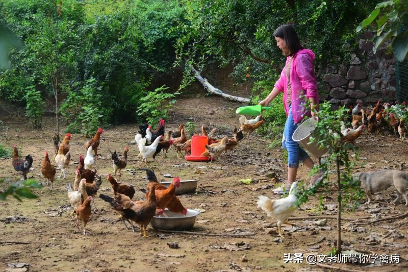 鸡子叨毛怎么办？什么是鸡子的三叨？