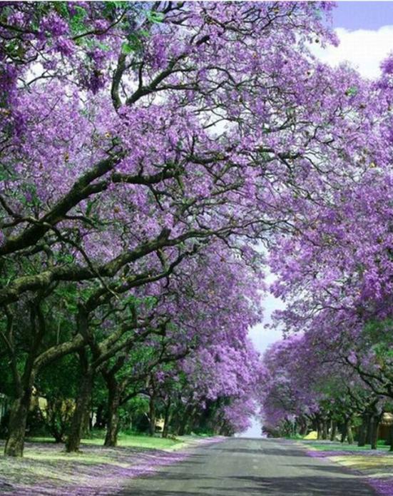 深圳市中心公园足球场有多大,深圳公园足球场有哪些