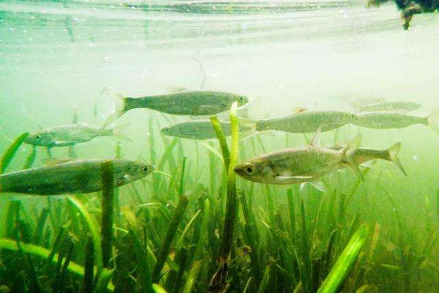 刷白条的正确方法和技巧,在线下刷白条有什么影响