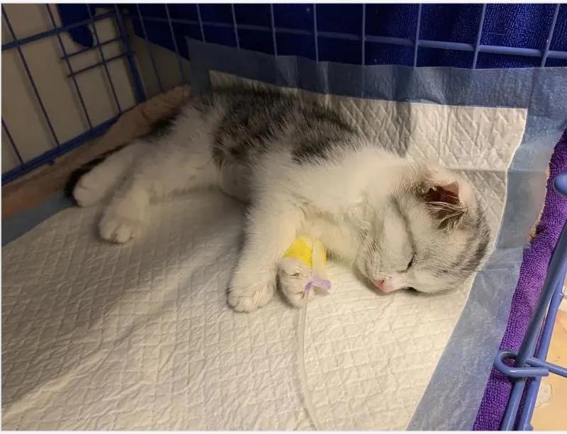 在西安卖猫赚钱,西安哪里卖猫卖得快