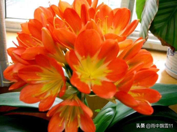 君子兰换土多少天复盆,君子兰移盆换土的正确方法