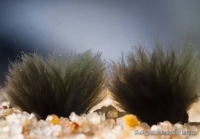 鱼缸中各种藻类,鱼缸中的各种藻类