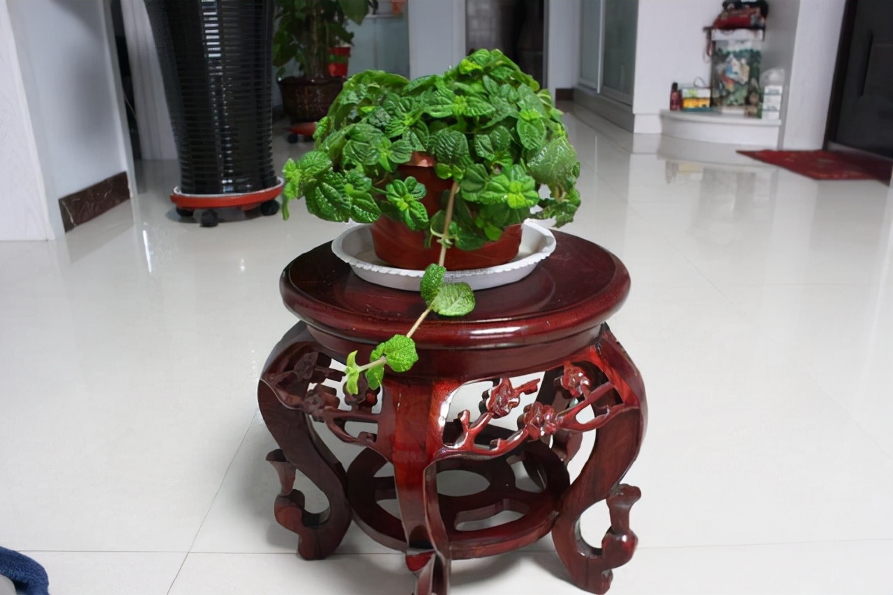 吸甲醛的绿植好养排名,吸甲醛好养活的绿植排名