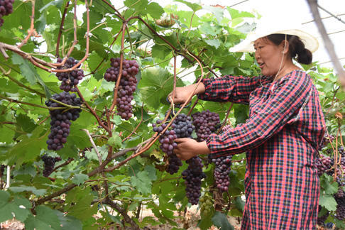 葡萄树苗发芽慢如何快一点生长,葡萄小树苗发芽的叶子怎么样呢