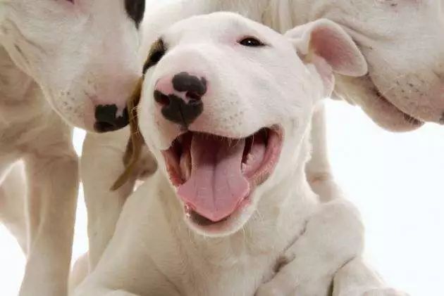 狗狗刚生完小狗注意事项,狗狗怀孕了需要注意什么事情