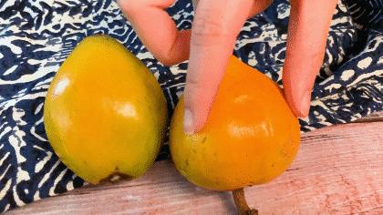 长在树上的鸡蛋果图片,长在树上的鸡蛋