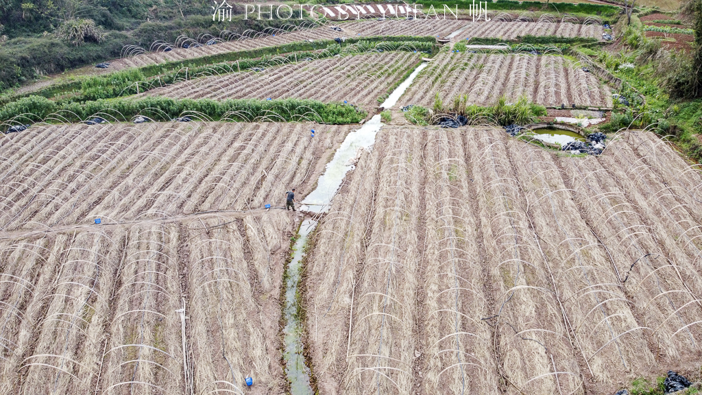 受新冠疫情影响，重庆潼南10万斤姬松茸销售受阻，老板欲哭无泪