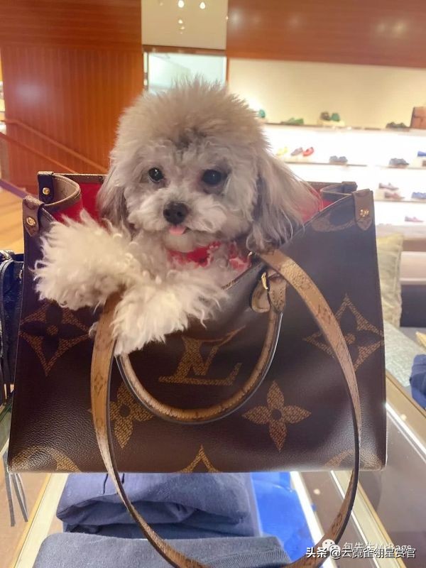 大家的包包和宠物,都太可爱了!