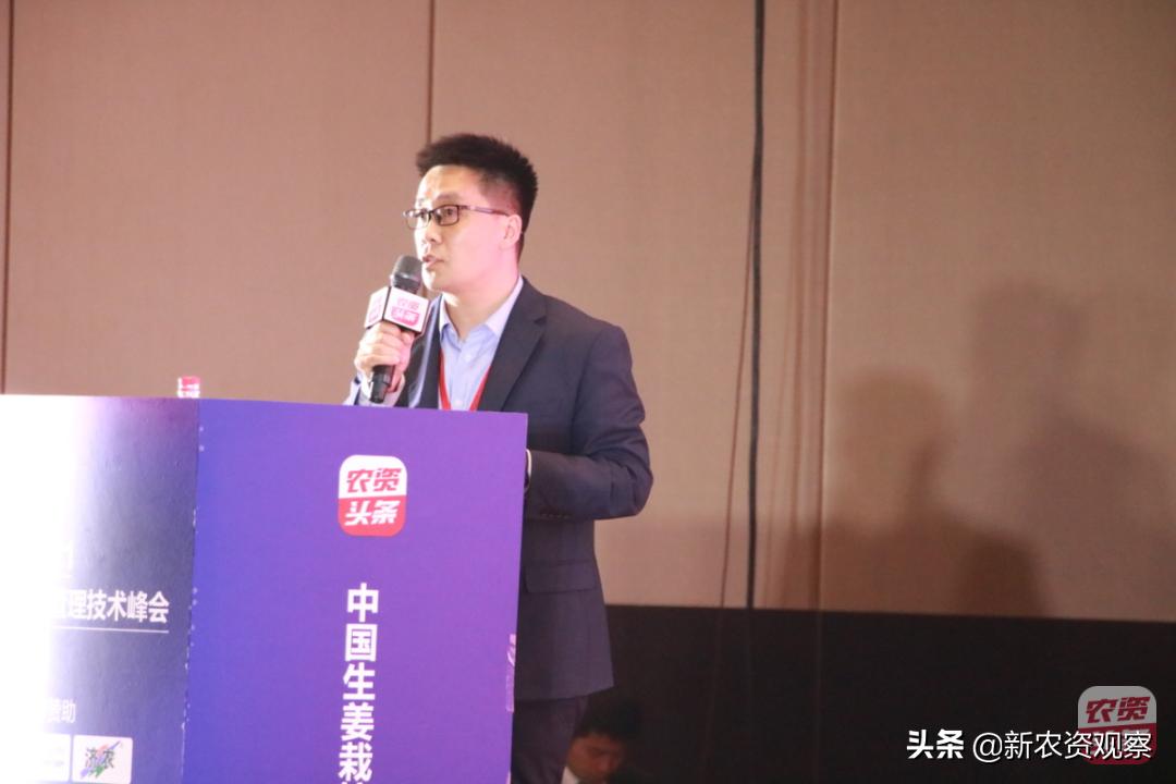 生姜栽培管理新技术,中国生姜栽培管理技术峰会