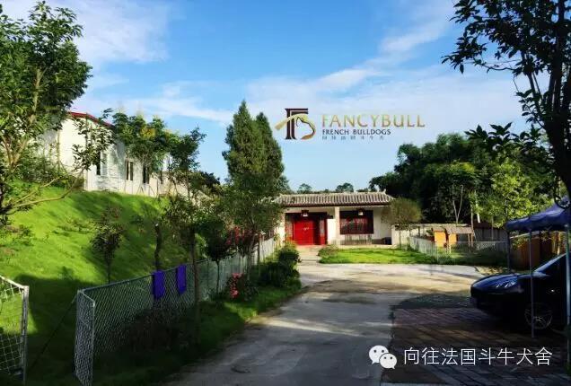 爱宠达人零宠食物柯基可以吃吗,萌宠柯基怎么吃狗粮好呢