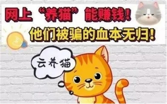 养猫被骗报警了,网络养猫被骗案