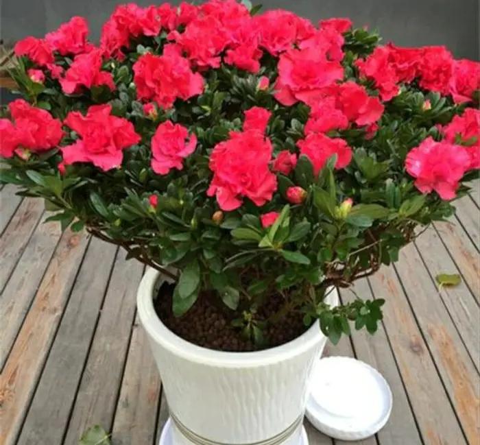 什么花怕阳光晒,什么花不怕阳光晒又不怕凉