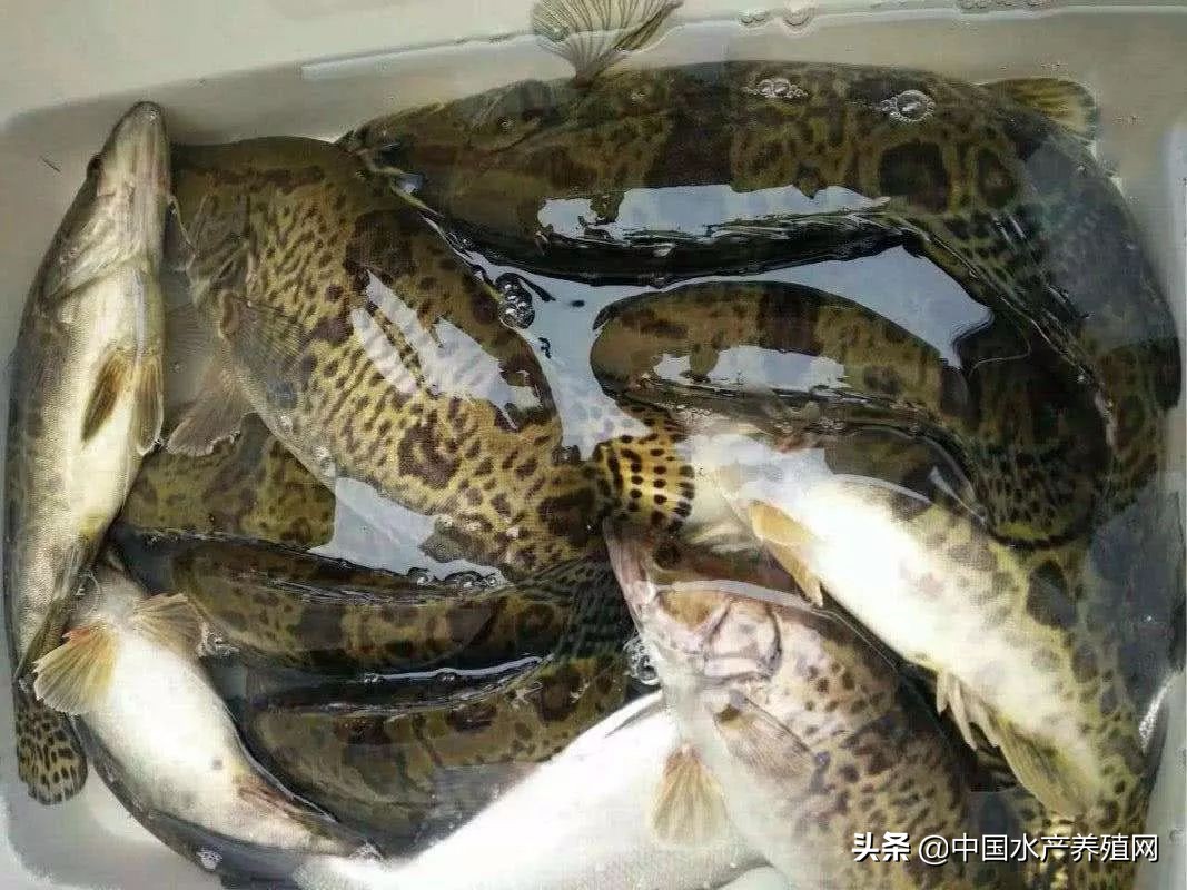 跟风导致价格大起大落，这恶果不好吃！存量逐渐消耗，养殖户惜售，大养之年，近期鳜鱼渐渐走出低谷