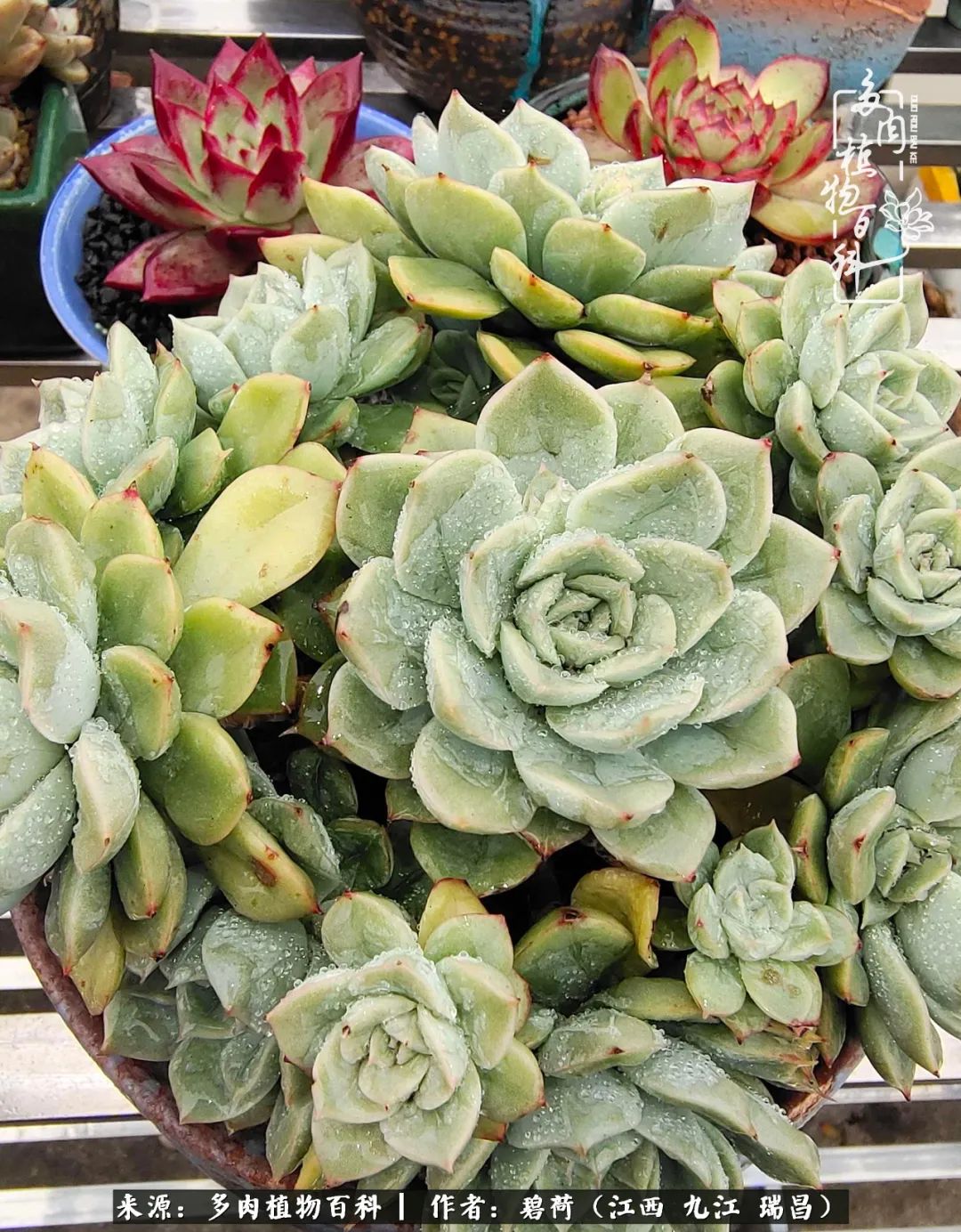 养了五年的多肉看到岁月的痕迹,经过一年春夏秋冬的轮回