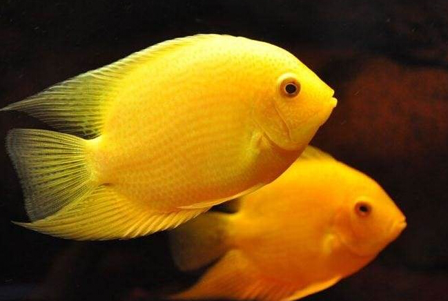 钻石菠萝鱼饲养,钴蓝菠萝鱼饲养