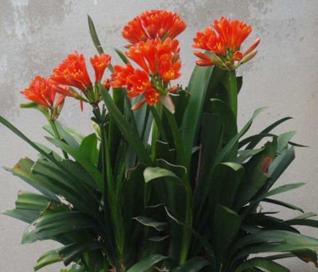 君子兰烂根处理以后能直接上盆吗,君子兰烂根怎么换盆