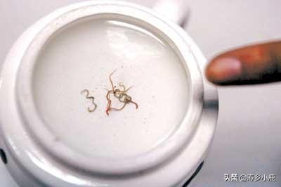 龟池里出现白色虫子,龟身上有白色的虫子怎么办