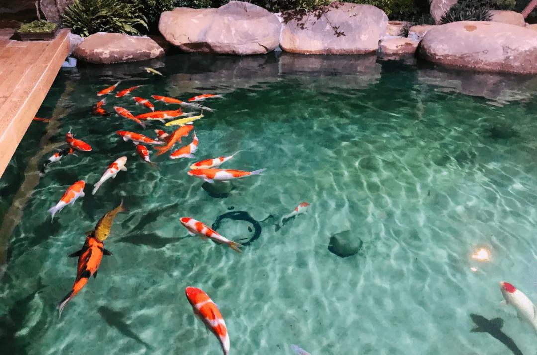 锦鲤鱼池传统过滤和智能过滤结合,锦鲤鱼池冬天到了要不要关过滤