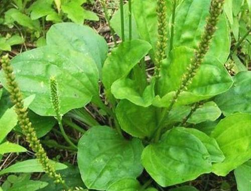 鸡瘟不可怕有一种中药帮你搞定,怎样用中药预防鸡瘟