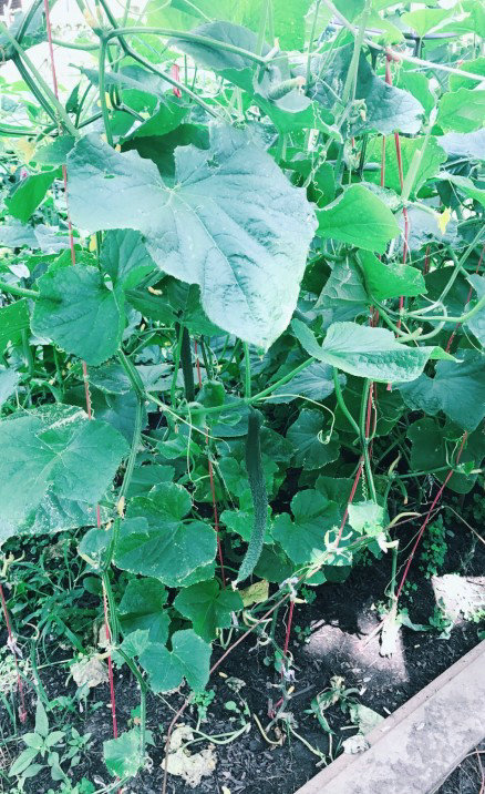 中国丈母娘把女婿花园改造成菜园,中国丈母娘改花园