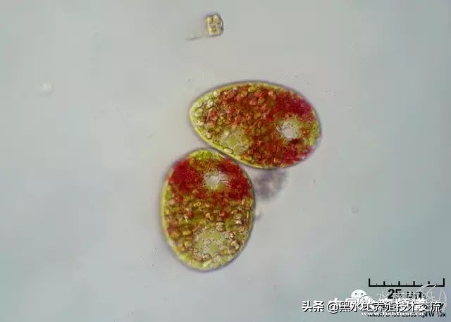 100种水产藻类,水产藻类图谱及名称