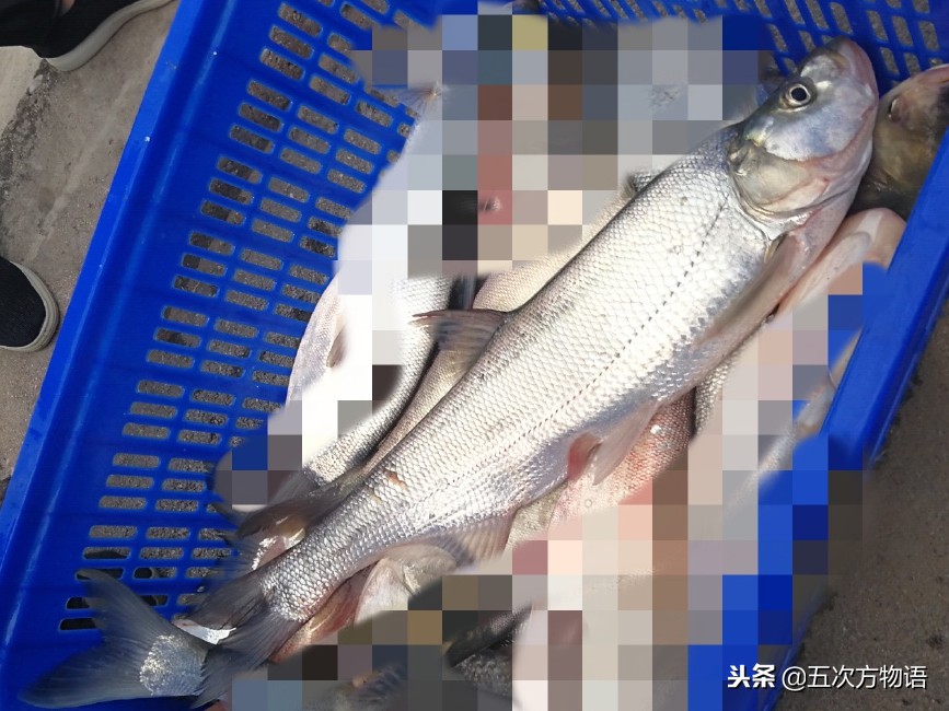 菜市场常见淡水鱼图鉴（鲤科篇）