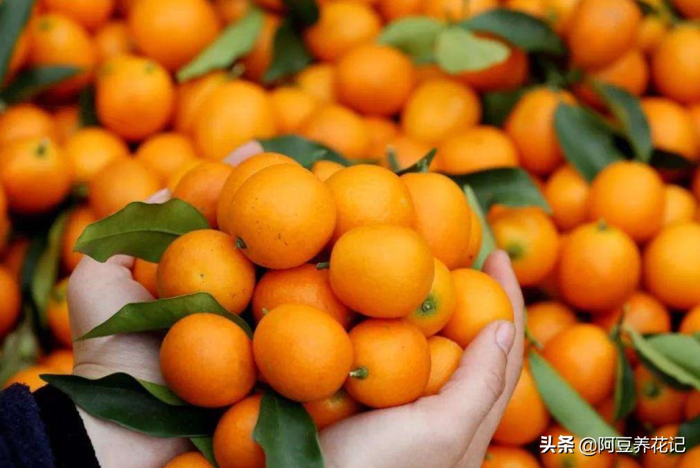 养了4年的金桔树为何不开花结果,盆栽金桔不修剪会怎么样