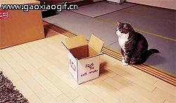 搞笑gif动图国足,武磊单刀射守门员gif动图