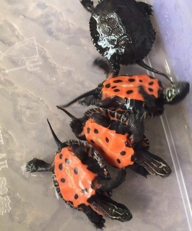 三只40年的黑颈龟卖了多少钱,黑颈龟现在什么价格