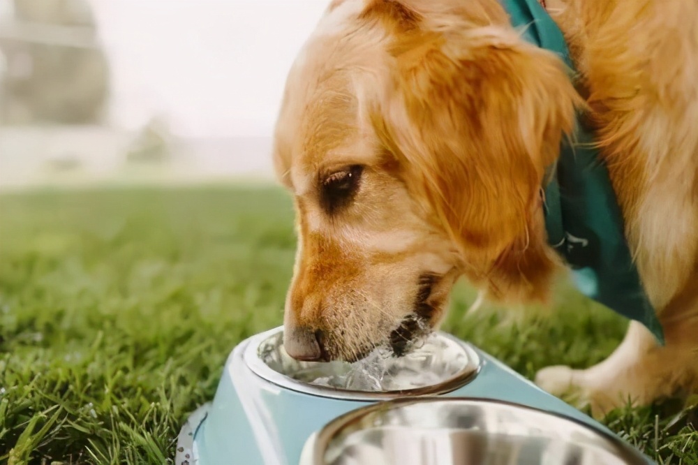 狗狗没精神一喝水就吐是什么问题,狗狗不爱喝水眼屎多