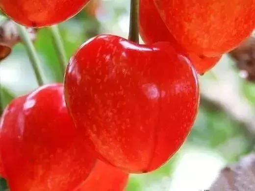 西安樱桃采摘最佳时间,西安樱桃哪里可以摘